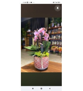 Mini Orkide Aranjmanları